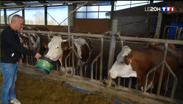 Témoignage | Yann Moine développe son troupeau | JT de TF1