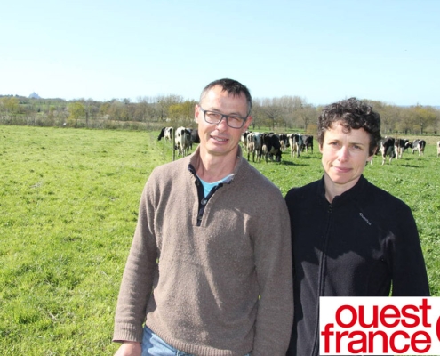 des éleveurs améliorent leur lait en louant des vaches de race Brune à Gestel