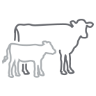 Gestel : suivi des vaches laitières